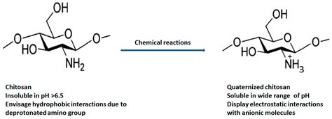  Quaternized Chitosan:  다재다능한 생체재료로서의 잠재력과 응용 분야에 대한 심층 분석!